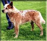 Landmaster Jailhouserock | Australian Cattle Dog 