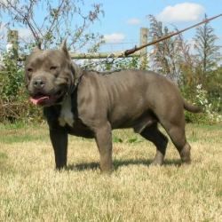 SACPIT'S/A1'S ROMEO | American Pit Bull Terrier 