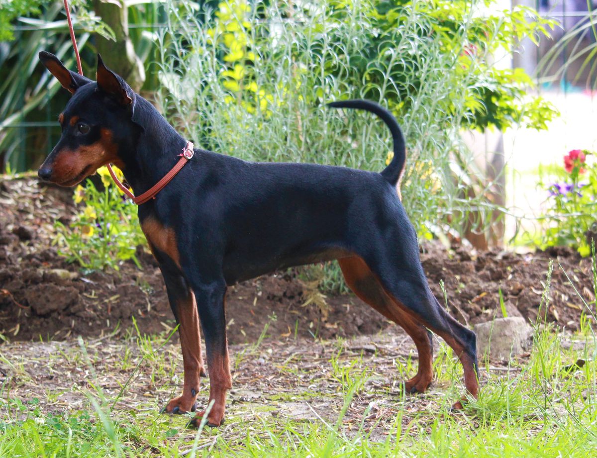 Ophrys Aurélia L’orchidée des Doux Poilus | Miniature Pinscher 