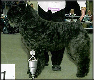 Shyreen Soray v.d. Nevelhoeve | Bouvier des Flandres 