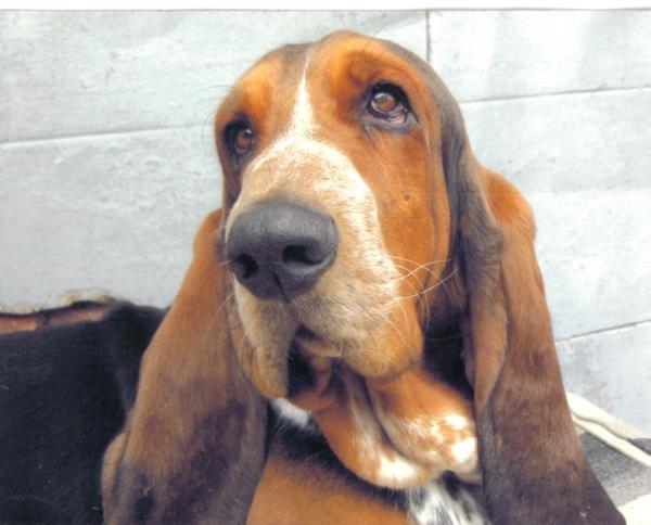 Ampstead du chevalier de la toison d'Or | Basset Hound 