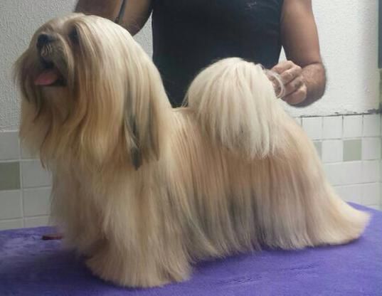 Axeram Aaron | Lhasa Apso 