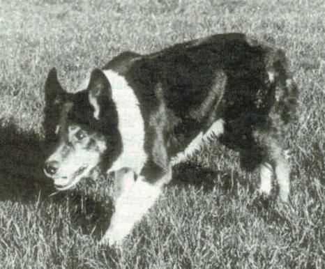 Roy ISDS 114678 | Border Collie 