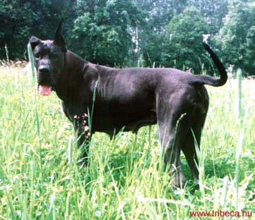 Illy-N del Nord Ovest | Great Dane 