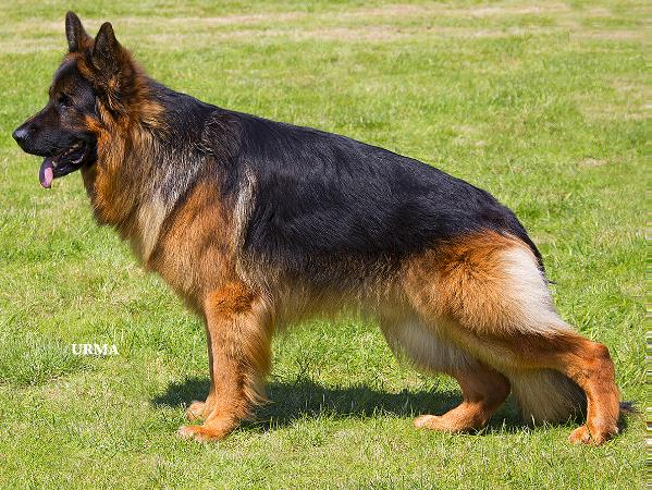 Shotaan Czar at Giantlands | German Shepherd Dog 