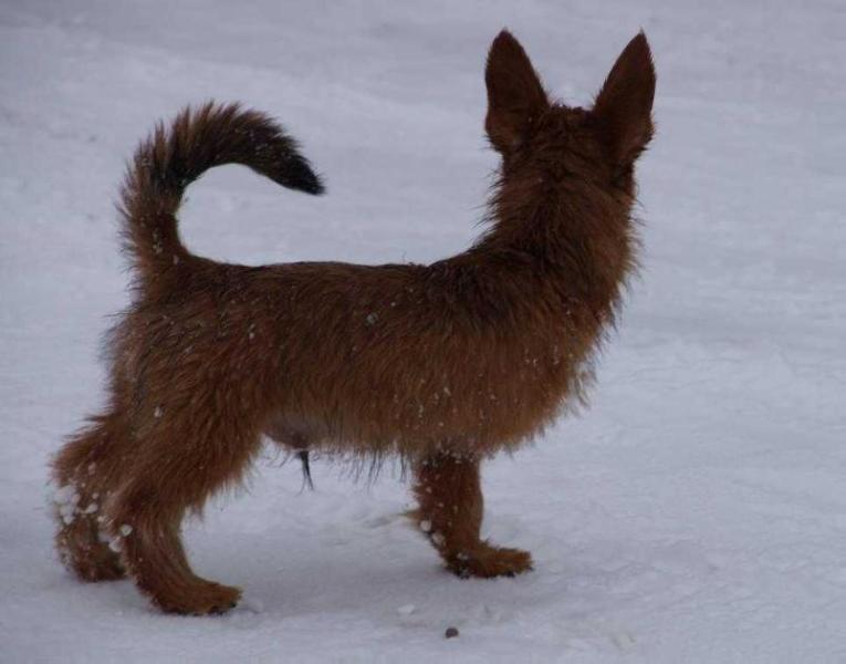 Dunham Lake Captain Jake | Australian Terrier 