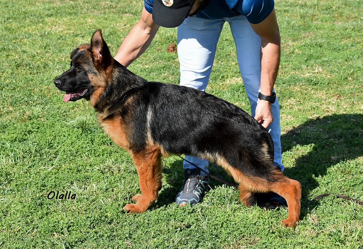 San de Caviclum | German Shepherd Dog 