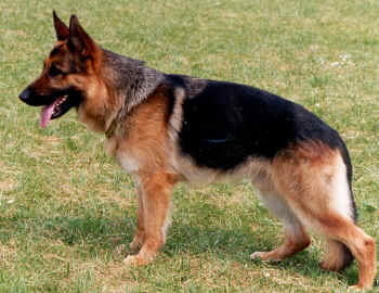 Peco von Basilisk | German Shepherd Dog 