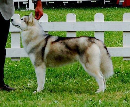 My fair lady of wolf point | Siberian Husky 