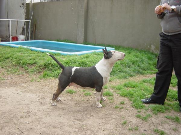 Livia de Dignidad | Bull Terrier 