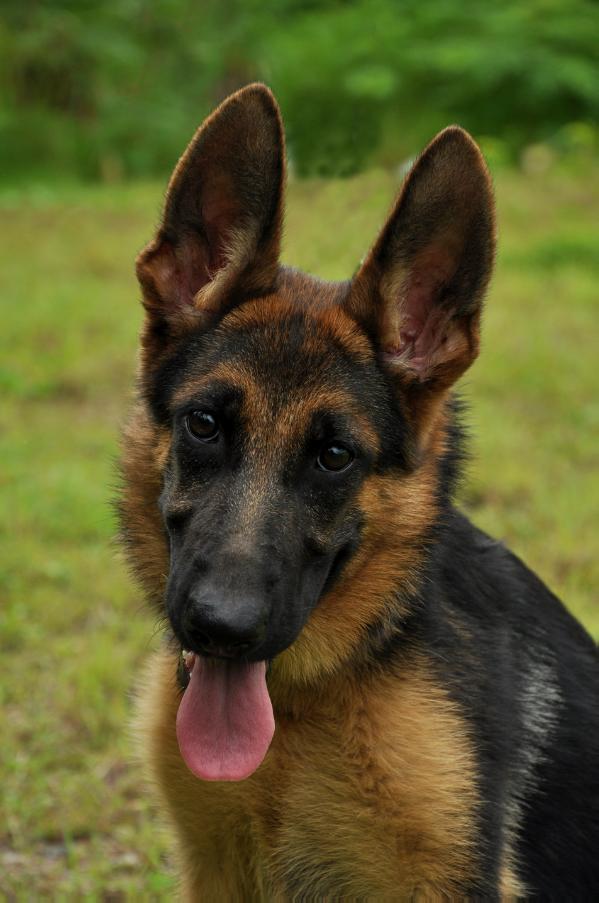 Baby Nikonen | German Shepherd Dog 