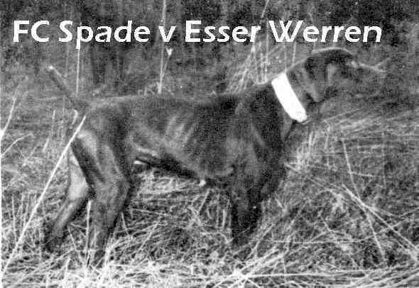 SPADE V ESSER WERREN | German Shorthaired Pointer 
