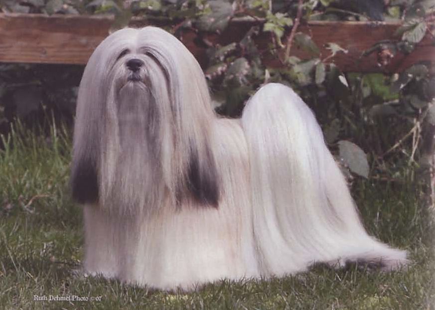 KUMI KIAN SUGAR COATED | Lhasa Apso 