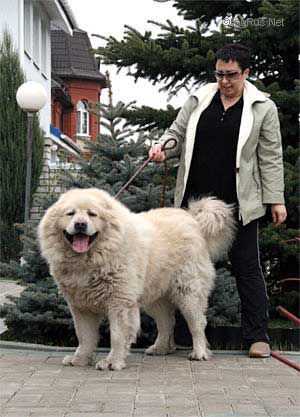 SHAMHAL LADO | Caucasian Mountain Dog 