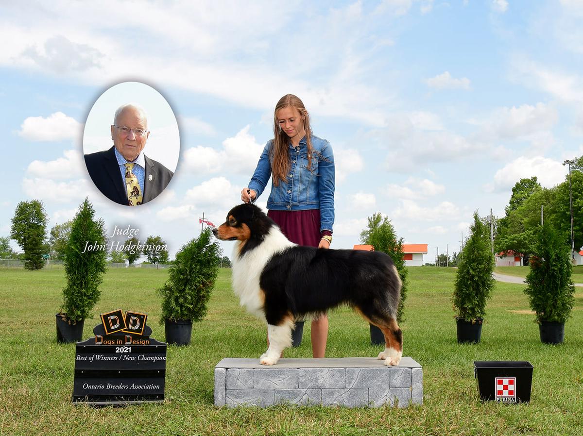 Bluepearls Moving Whit Motion | Australian Shepherd 