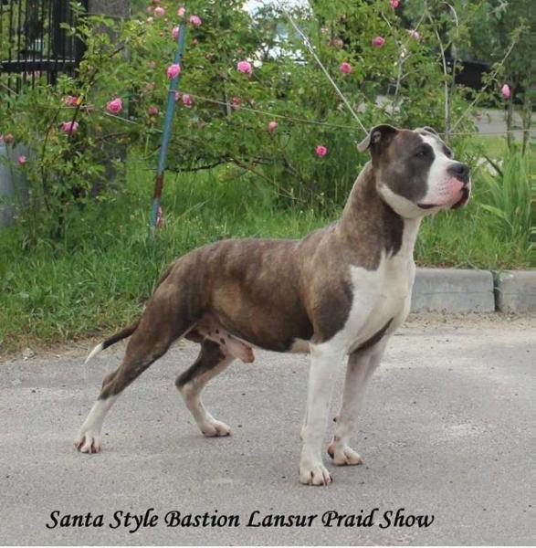 SANTA STYLE BASTION LANSUR PRAID SHOW | American Staffordshire Terrier 
