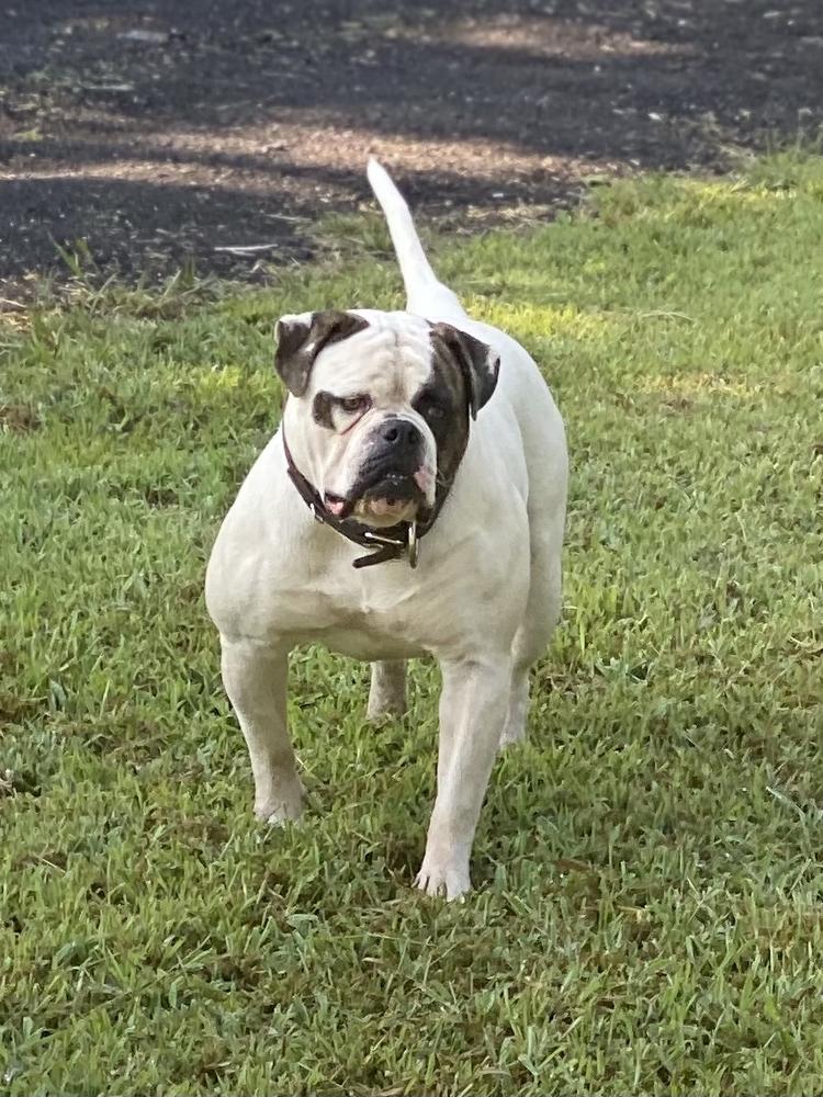 Palmers Pablo of Dailey’s | American Bulldog 