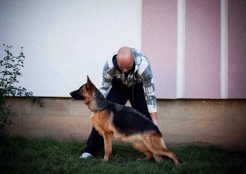 Bardha Astori Team | German Shepherd Dog 