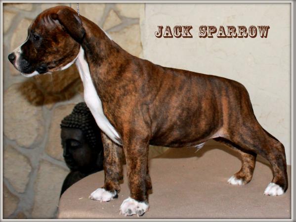 Jack Sparrow Des Molosses de Celebra | American Staffordshire Terrier 