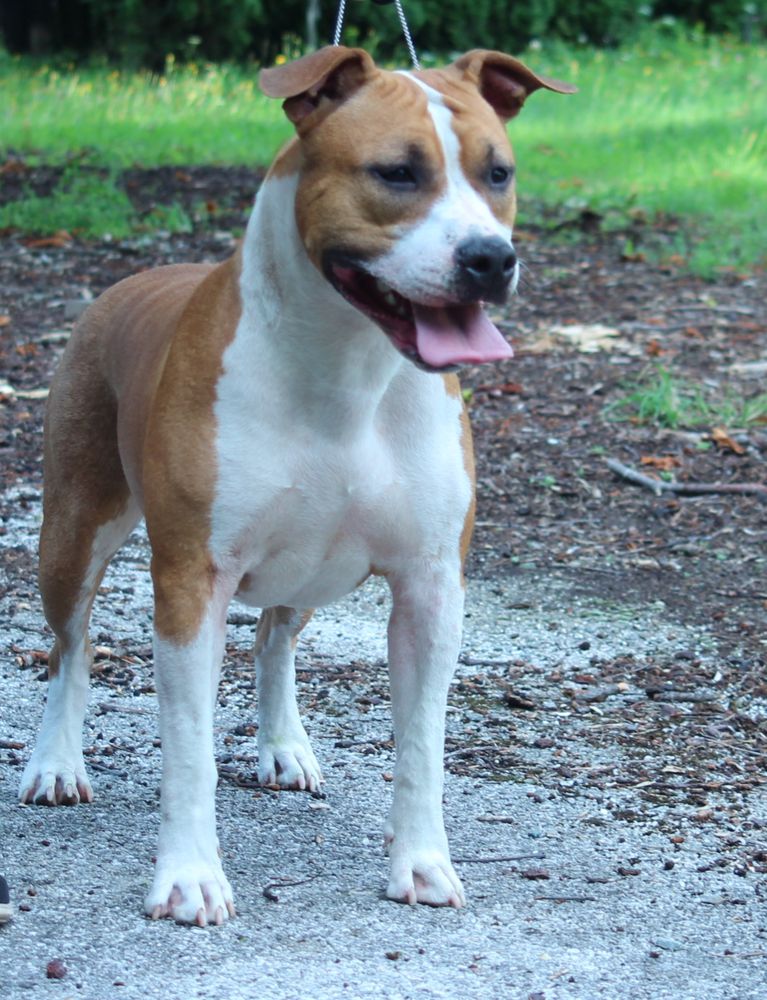 Skyglows Yamaha | American Staffordshire Terrier 
