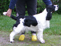 Barecho Exquisite Model | English Springer Spaniel 