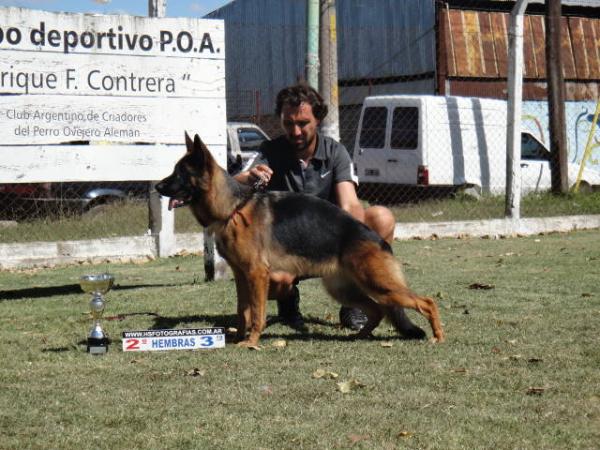 Indiana vom leben | German Shepherd Dog 