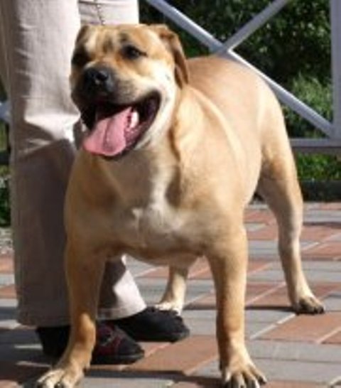 Hekate's Sacred Dogs Giana | Ca de Bou 