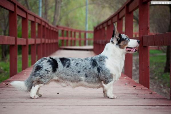 Zefyras Gyvates Asara | Cardigan Welsh Corgi 