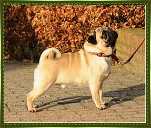 CASPER vom Tannenthalbad | Pug 