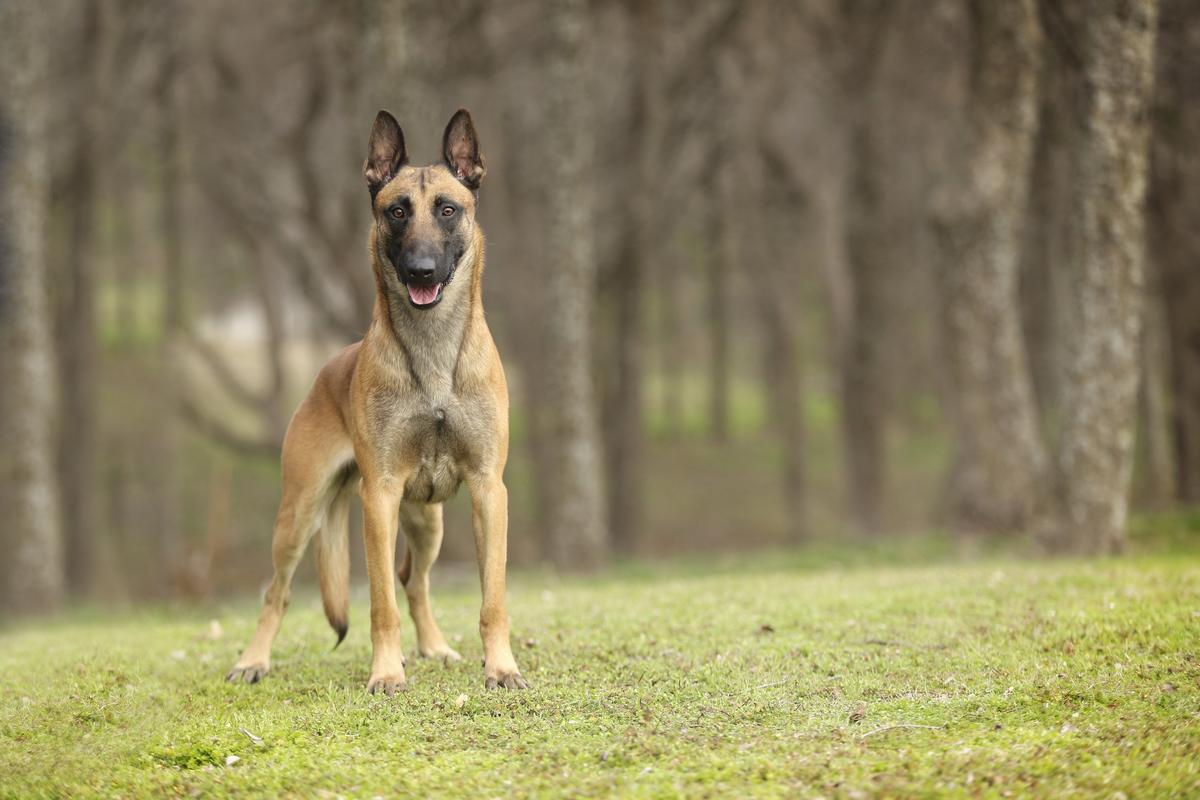 StoneFox Strike Force | Belgian Malinois 