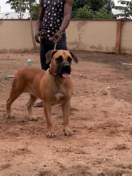 HIS SINACH SPLENDID | African Boerboel 