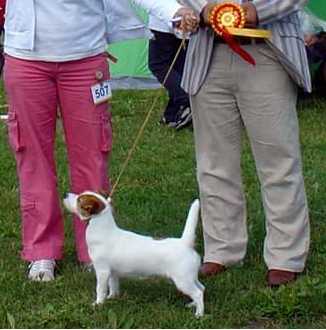 RIBERA DE BARBA-NEGRA | Jack Russell Terrier 