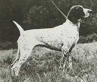 Margarete KS vom Hege-Haus | German Shorthaired Pointer 