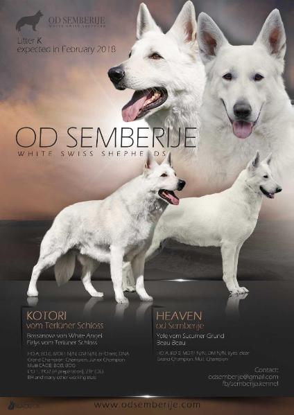 Heaven od Semberije | White Swiss Shepherd Dog 