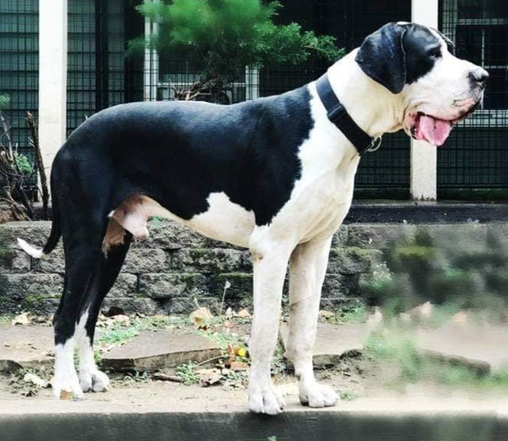 Monte De La Sang Monde | Great Dane 
