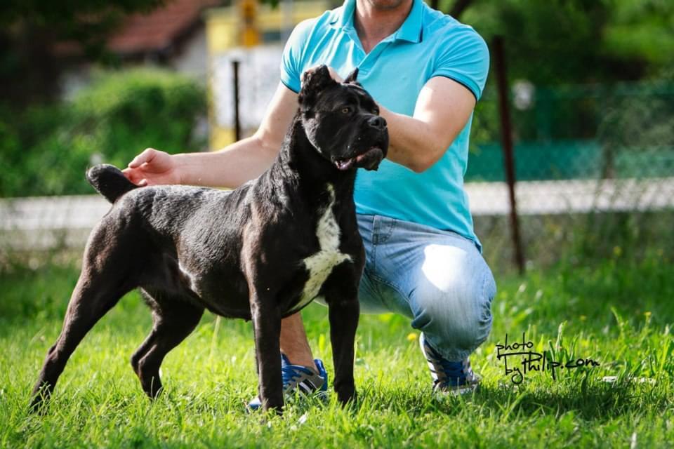 Lucida Corso Imperium | Cane Corso 