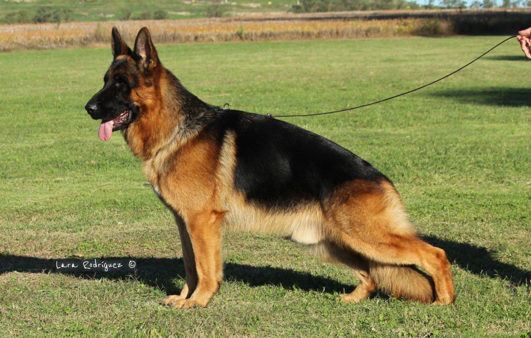 Harry von Robert cop | German Shepherd Dog 