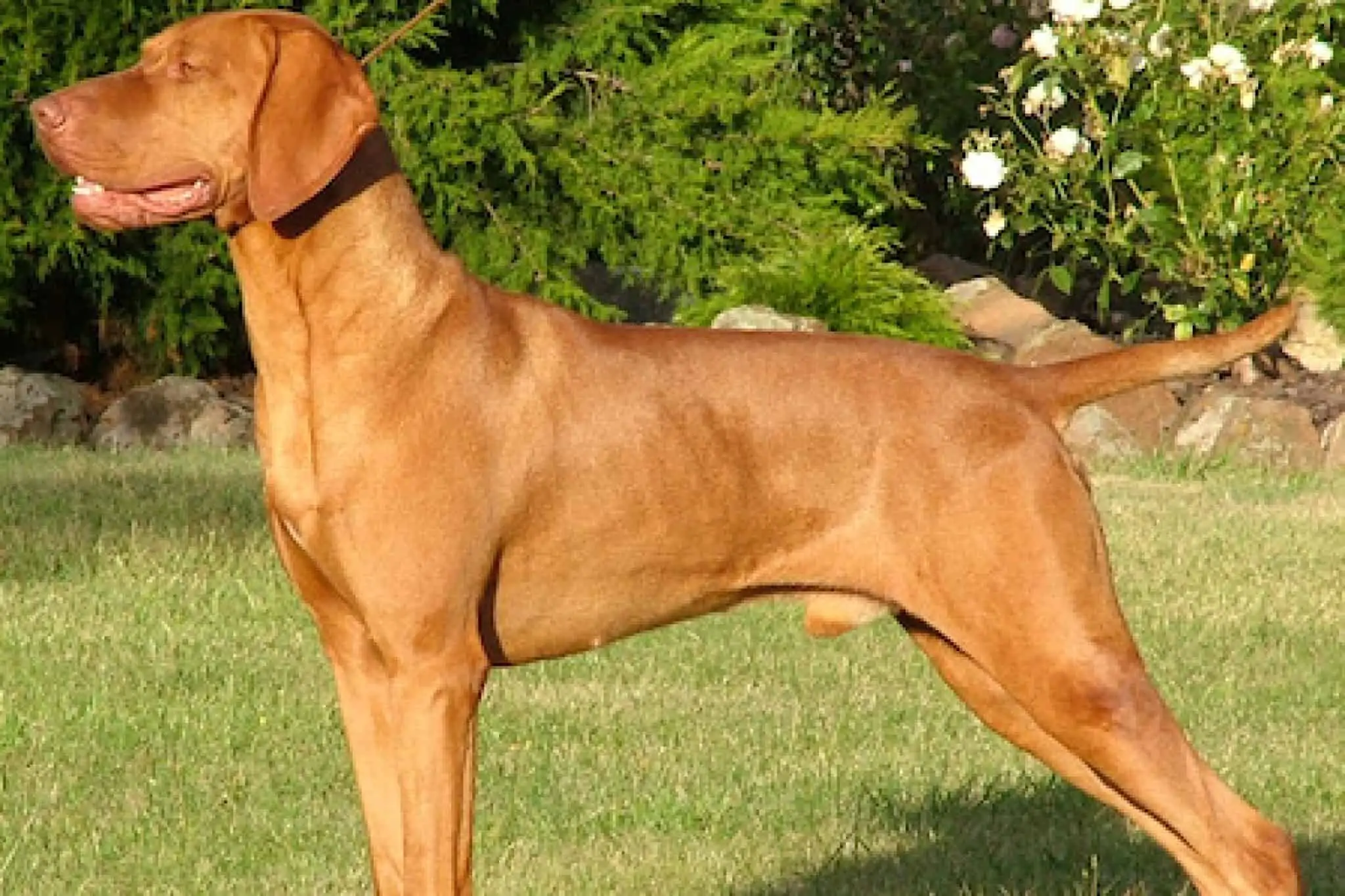 Vizsla
