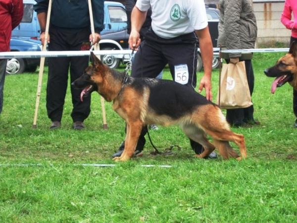 Caka Dlha Roven | German Shepherd Dog 