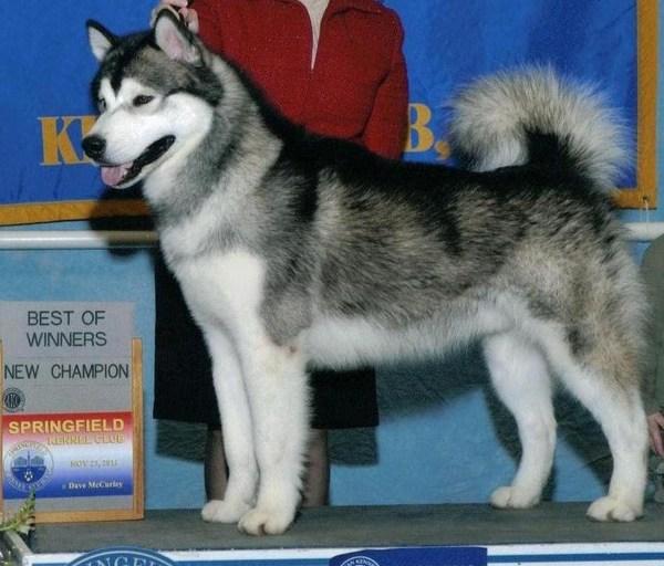 Bar-Vics Chasin' A Dream | Alaskan Malamute 