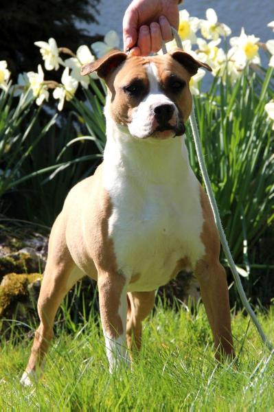 GOLD N GOOD JEWELLERY BOX | American Staffordshire Terrier 