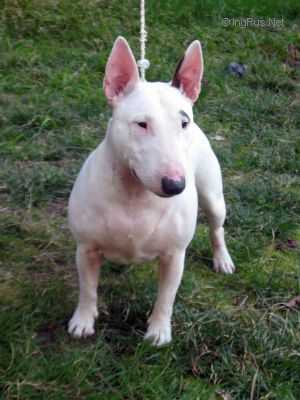 STAFF-EXCORT YASNO SOLNICHKO | Miniature Bull Terrier 