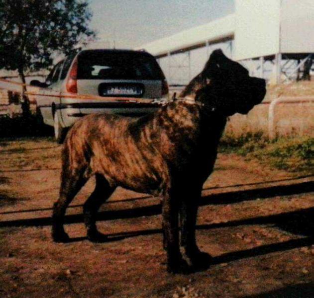 Tuco di Castrignano | Cane Corso 