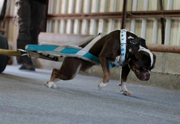 Guardian's Koffie | Olde English Bulldogge 