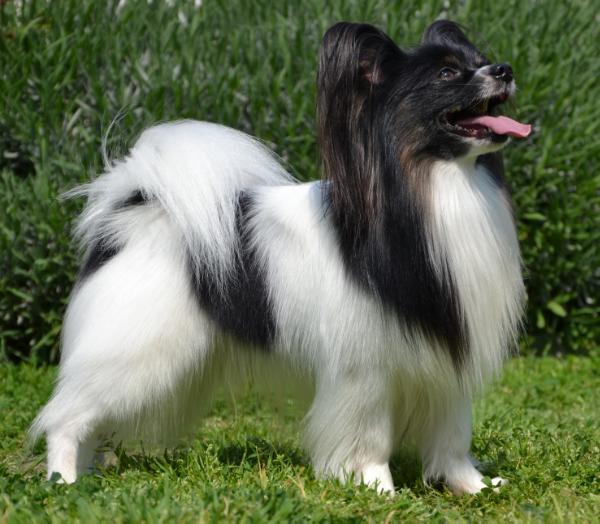 Nightfire's Mon Chi Chi | Papillon 