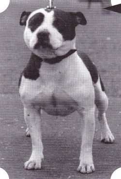 Hoplite Fearless Devil | Staffordshire Bull Terrier 