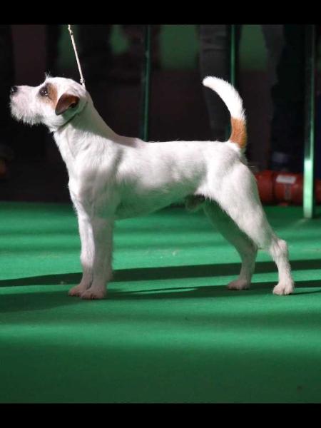 FOXSET STAINLESS STEEL | Parson Russell Terrier 