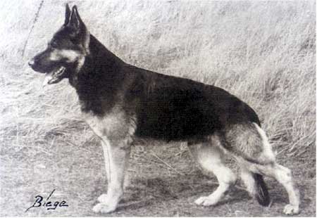 Dux von der Schockengrube | German Shepherd Dog 