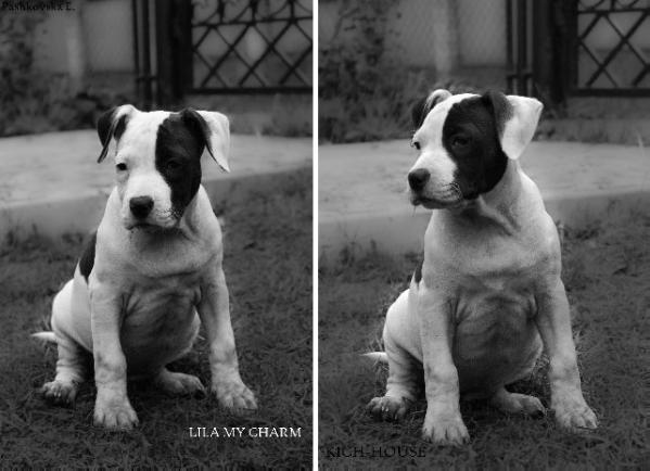 Lila my Charm  KICH-HOUSE | American Staffordshire Terrier 