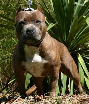 Razors Edge Sawed Off Shorty | American Pit Bull Terrier 